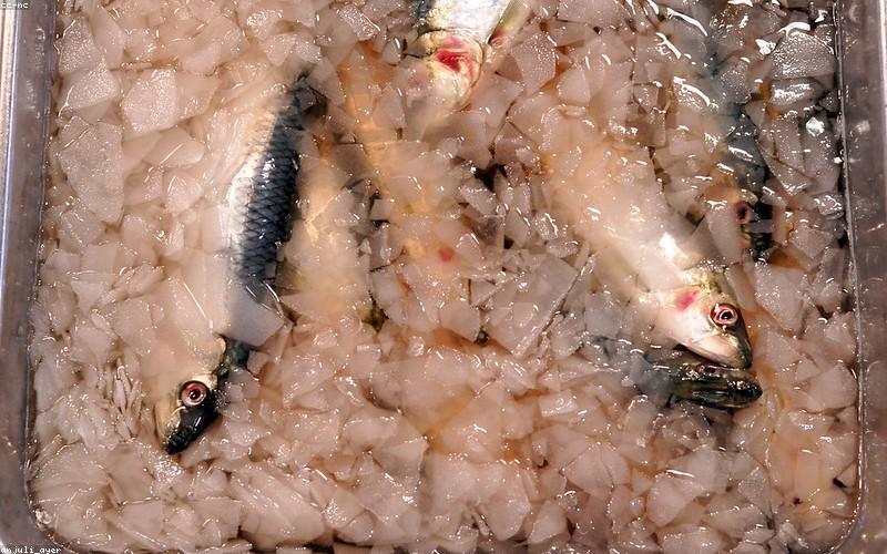 お歳暮・お中元おすすめギフト2026｜肉・魚・スイーツの人気商品を厳選