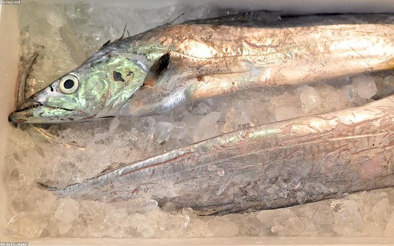 魚をはじめ魚介類のセットがお歳暮、お中元などの贈り物にピッタリの理由はなぜ？幅広