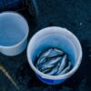 DHA・EPAを含む青魚各種