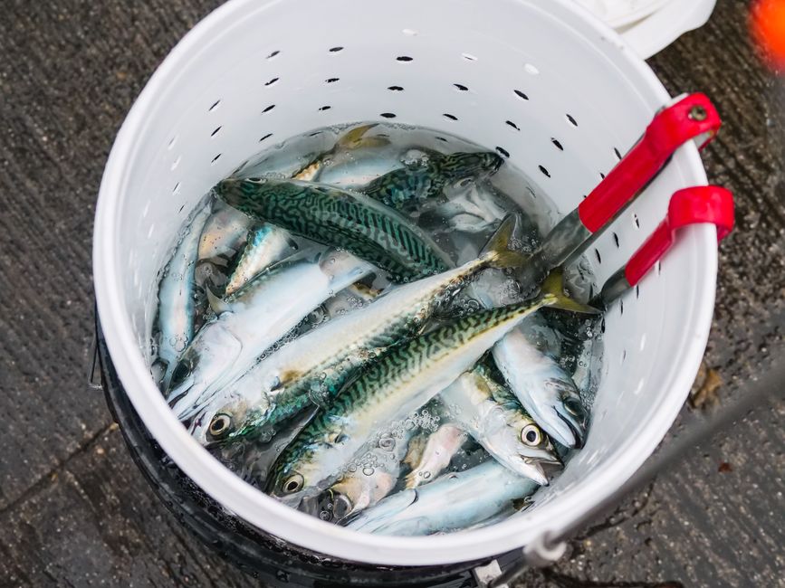 DHA・EPAを含む青魚各種