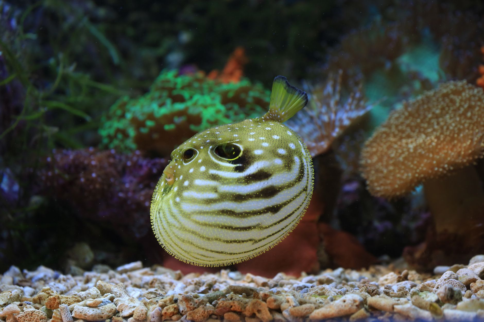ふぐ刺しの盛り付け