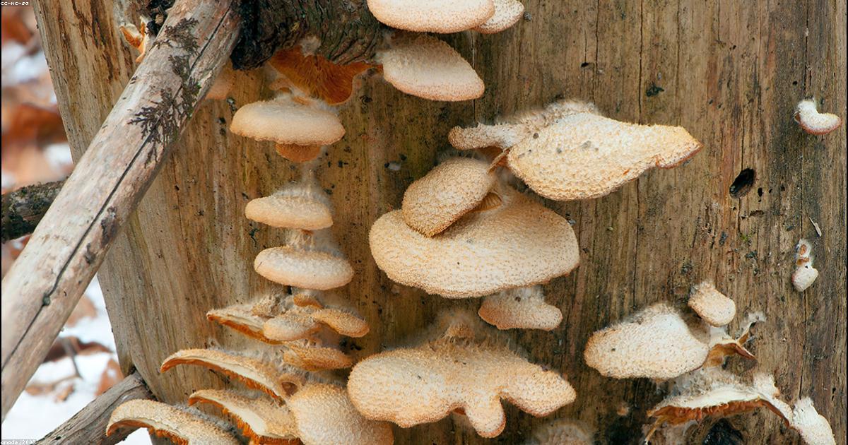 岩牡蠣の選び方と美味しい食べ方｜生食用の見分け方と旬のコツ