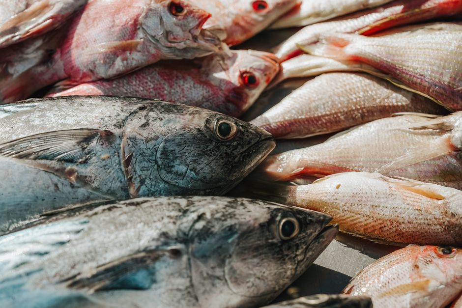 マグロ加熱用・調理用お取り寄せおすすめランキング2026 関連画像2