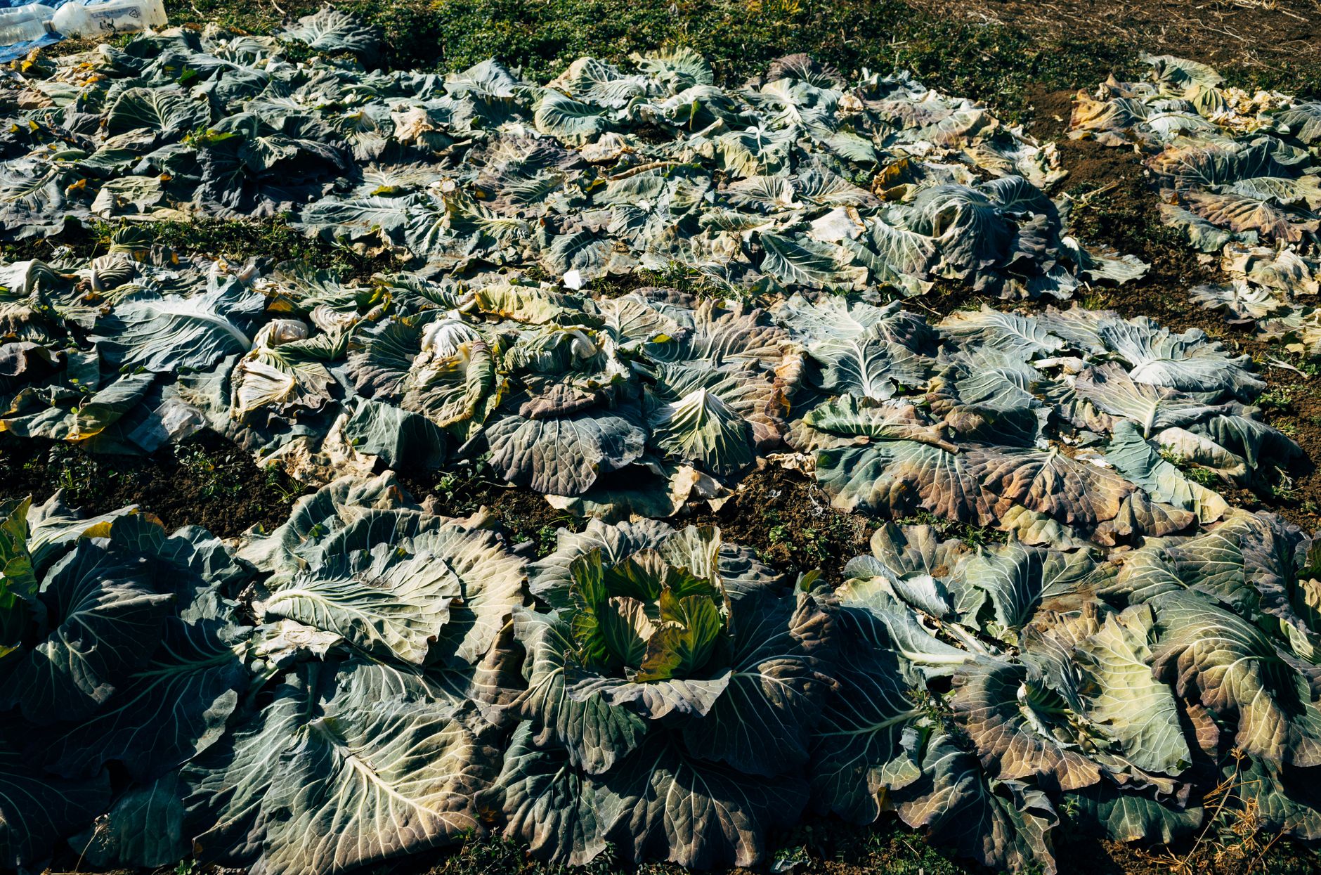 根菜の産地畑
