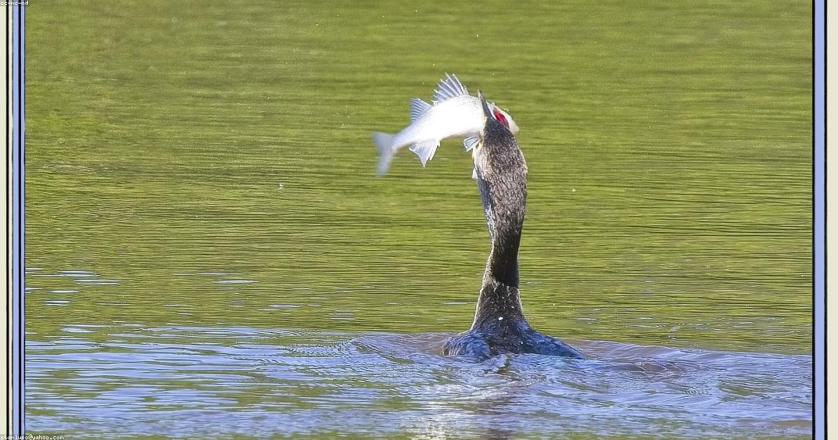 太刀魚の美味しい食べ方・塩焼きのコツ|下処理と骨の外し方を解説