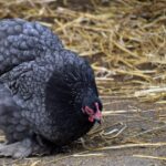 鶏もも肉の皮をパリパリに焼くコツ｜フライパン一つでできるプロの焼き方