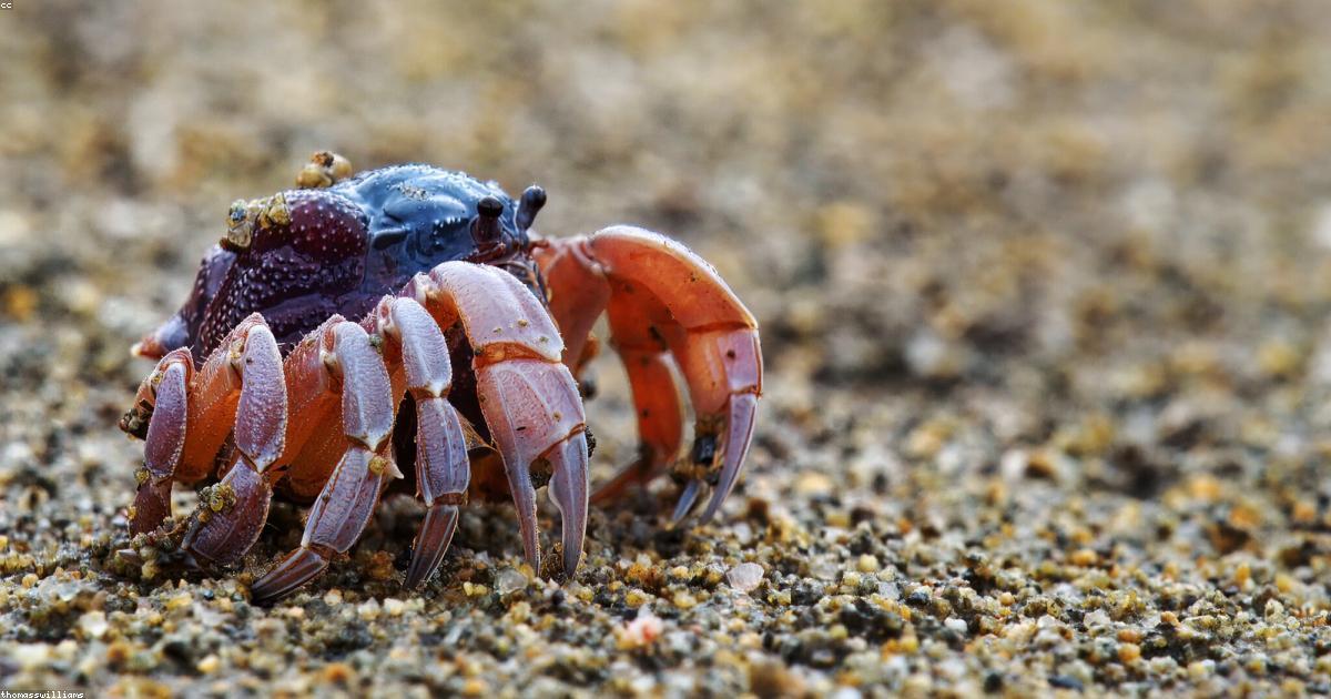 渡り蟹の捌き方・美味しい茹で方ガイド|甲羅の外し方からプロが解説