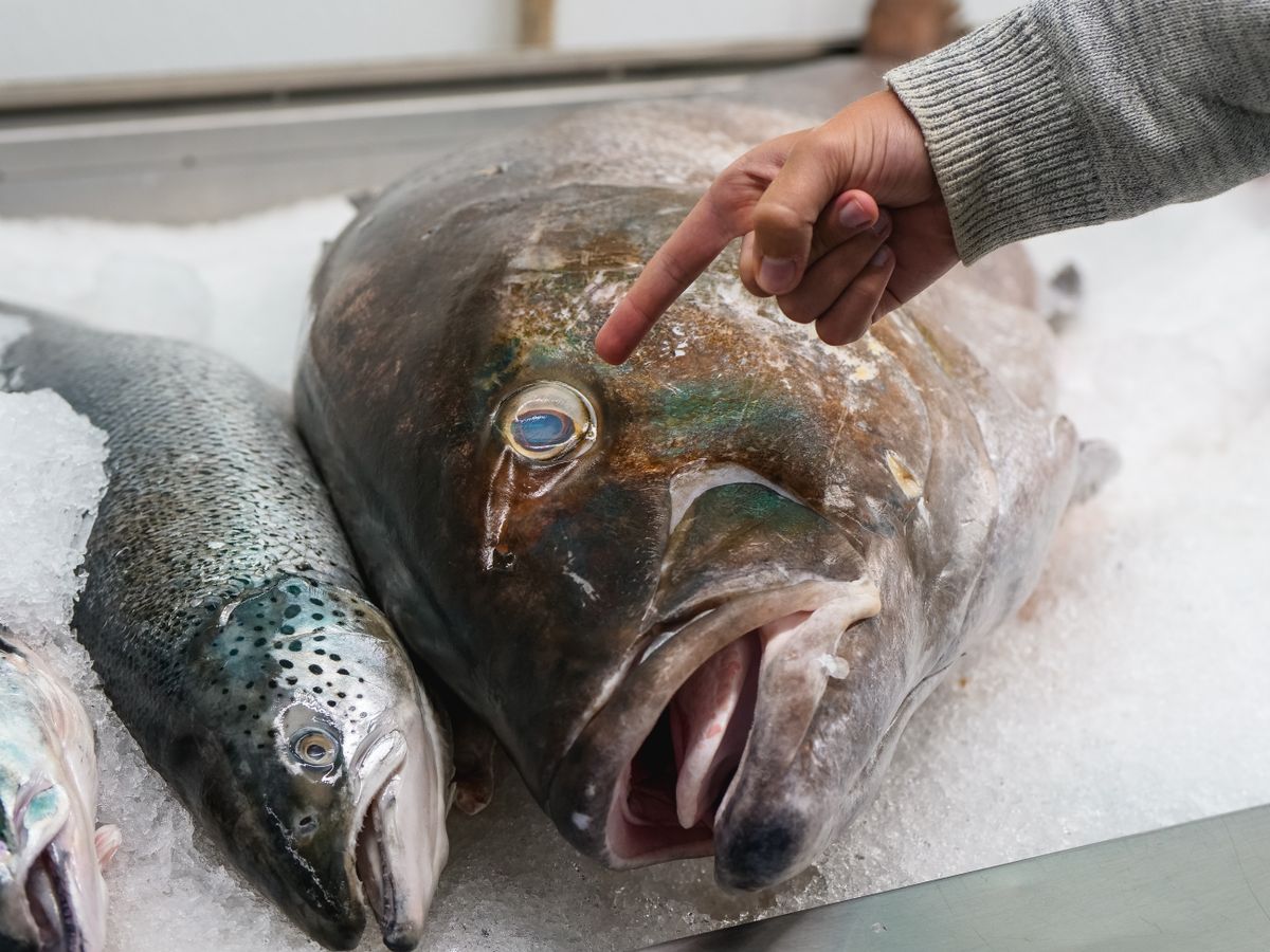 氷の上に並んだ新鮮な魚の目に指を添えて鮮度を確認している様子