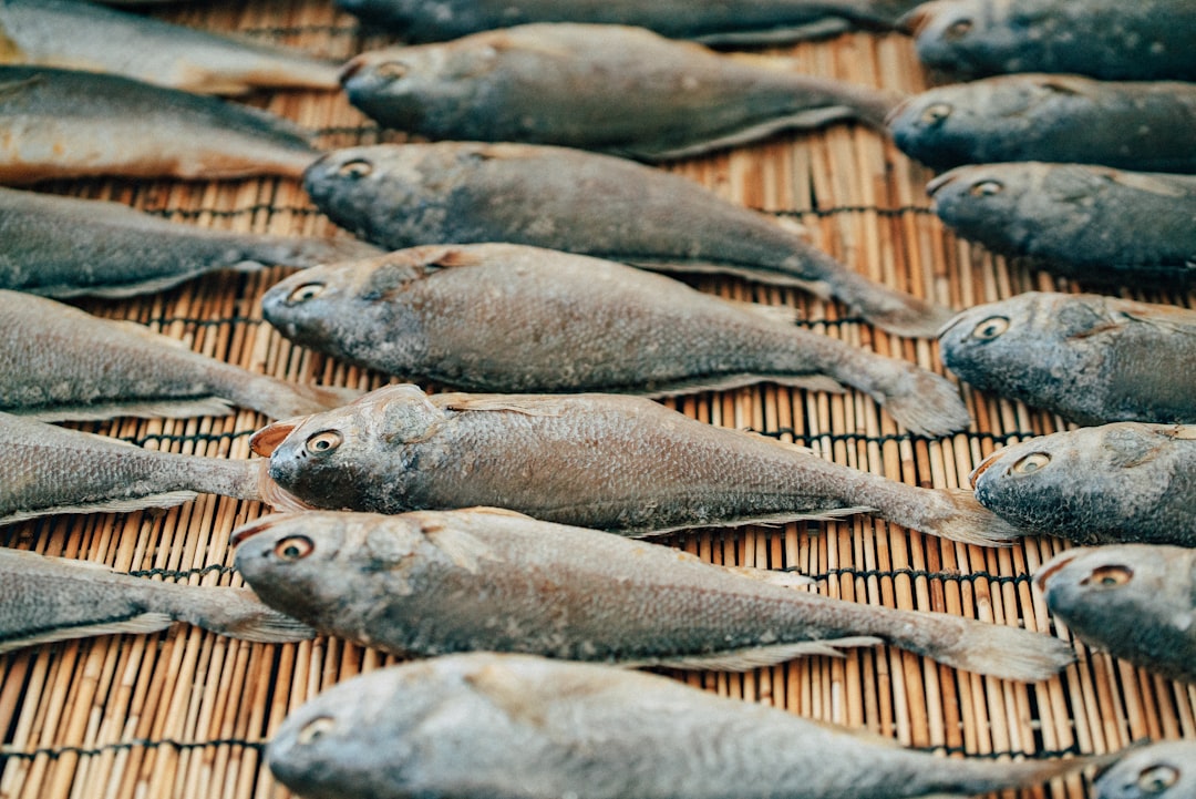竹製のすだれの上に並べられた干物の魚
