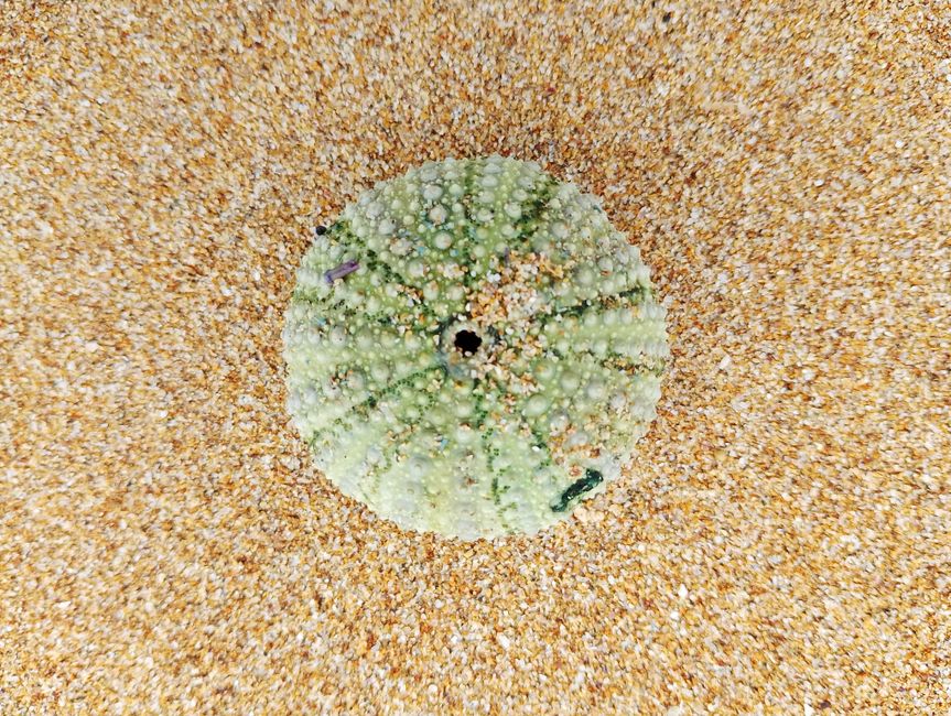 砂浜に落ちた緑色のウニの殻