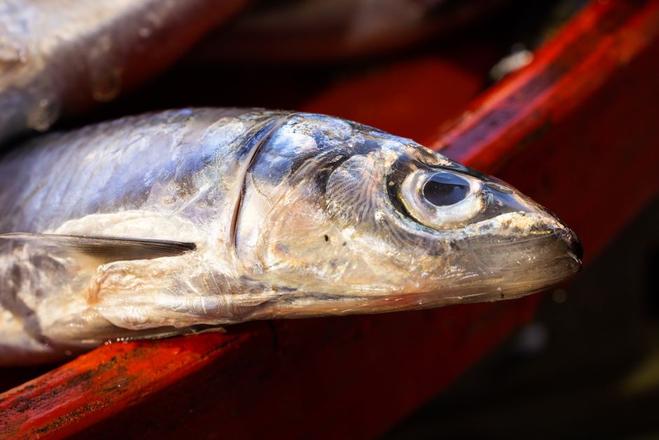 氷の上に置かれた魚の頭部のクローズアップ