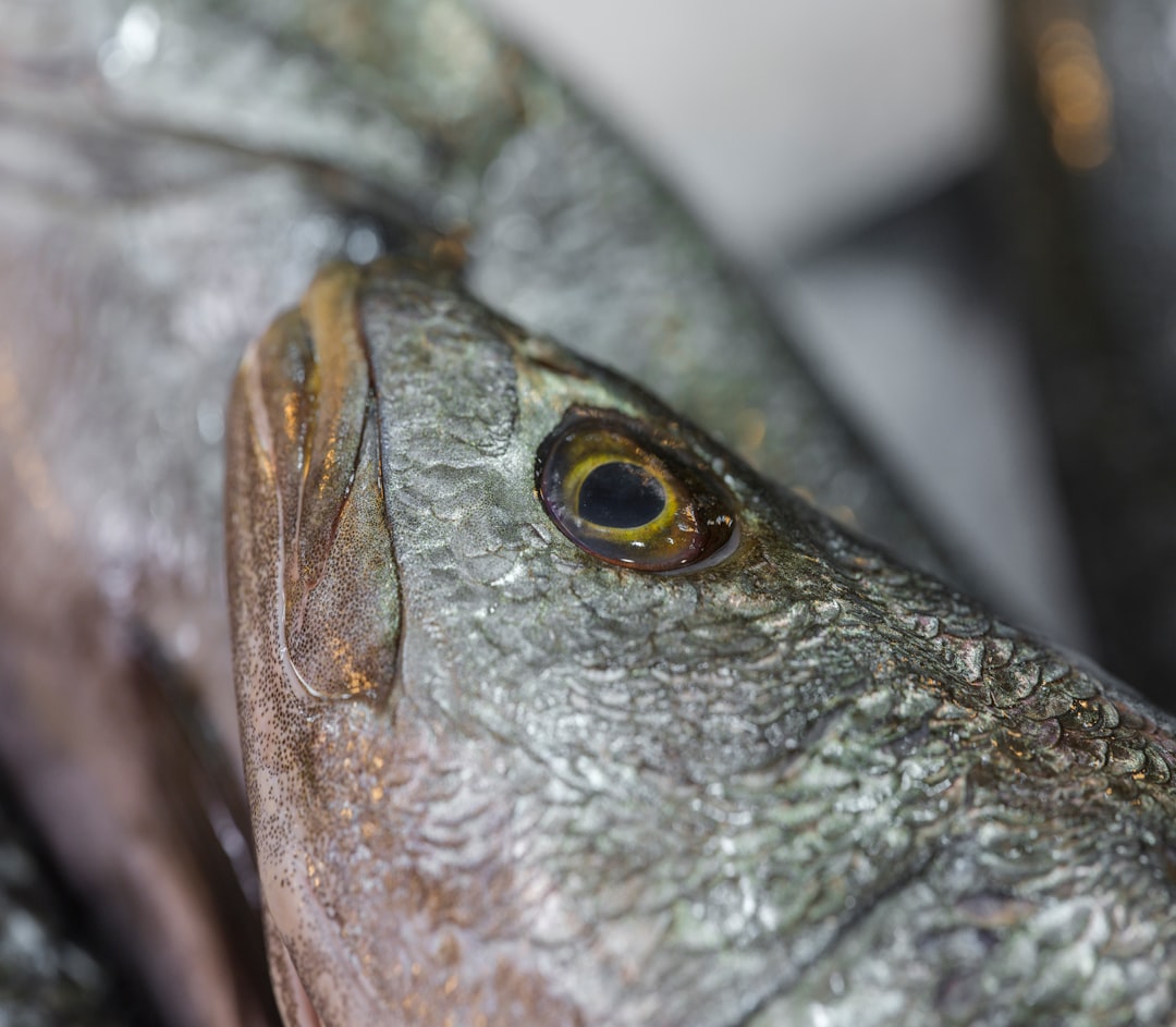 魚の頭部のクローズアップ、澄んだ目