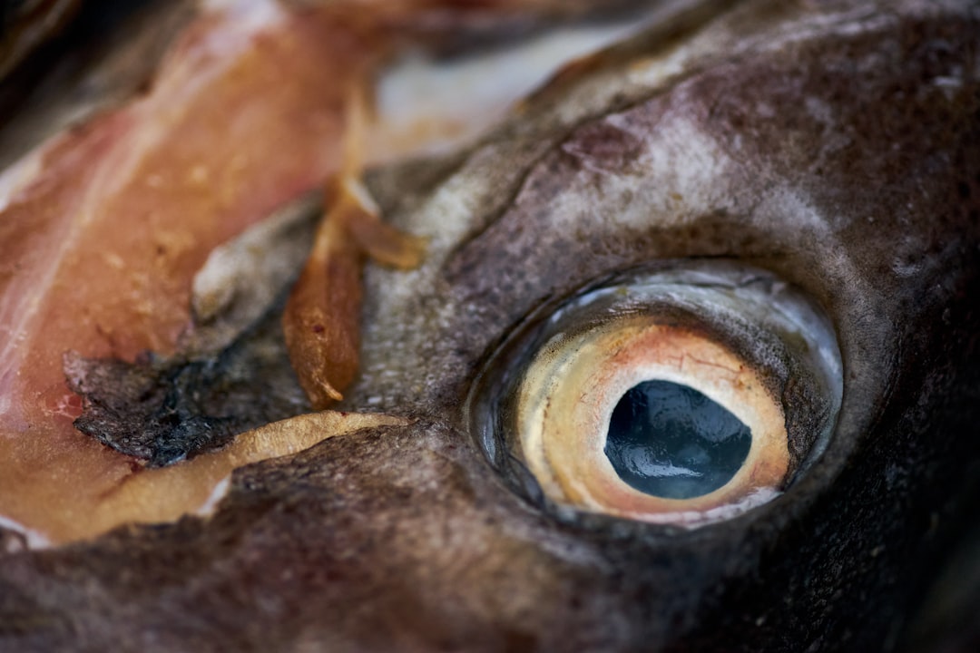 魚の目と肌のクローズアップ