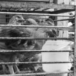 鶏肉の正しい保存方法・冷凍と解凍のコツ｜鮮度を保つプロの技