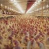 鶏肉お取り寄せ・ギフトおすすめランキング2026｜地鶏・銘柄鶏を自宅で楽しむ