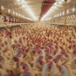 鶏肉お取り寄せ・ギフトおすすめランキング2026｜地鶏・銘柄鶏を自宅で楽しむ