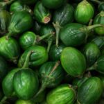 夏野菜の選び方完全ガイド｜トマト・きゅうり・なすの見分け方と保存法
