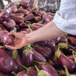 夏野菜の正しい保存方法と美味しい食べ方｜トマト・ナス・きゅうりを長持ちさせるコツ