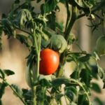 夏野菜お取り寄せ・産地直送ギフトおすすめ｜旬の美味しさをそのまま届ける選び方