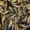 カツオ・アジお取り寄せ海鮮ギフトおすすめ｜旬の魚を自宅で楽しむ通販厳選