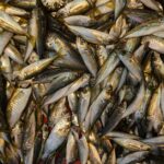 カツオ・アジお取り寄せ海鮮ギフトおすすめ｜旬の魚を自宅で楽しむ通販厳選