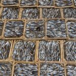 タコの刺身のさばき方と美味しい切り方｜プロが教える下処理と食べ方