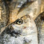 海の日に食べたい海鮮料理｜由来と旬の魚介の楽しみ方