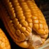 とうもろこしの選び方と茹で方｜甘くてジューシーに仕上げる完全ガイド