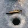 鱧（はも）とは？京都祇園祭で愛される夏の高級魚を徹底解説