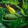 ぬか漬けの作り方・夏野菜の漬け方完全ガイド