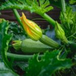 ぬか漬けの作り方・夏野菜の漬け方完全ガイド