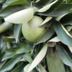 すだち・かぼすの使い方と長持ちさせる保存方法