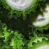 ゴーヤの苦味を抑える下処理のコツ｜ゴーヤチャンプルーを美味しく作る秘訣