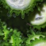 ゴーヤの苦味を抑える下処理のコツ｜ゴーヤチャンプルーを美味しく作る秘訣