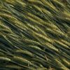 水出し麦茶の美味しい淹れ方のコツ｜香り高く仕上げる時間と水の黄金比