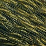水出し麦茶の美味しい淹れ方のコツ｜香り高く仕上げる時間と水の黄金比
