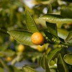 すだち・かぼすの使い方と料理への活用術｜香りを最大限に生かすコツ
