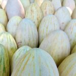 とうがん（冬瓜）の下処理・美味しい煮方のコツ｜味がしみ込む切り方の秘訣