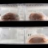 冷蔵庫の棚に保存された食品