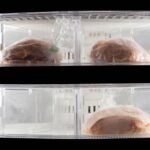 冷蔵庫の棚に保存された食品