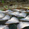網の上に並べて干された魚の切り身