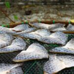 網の上に並べて干された魚の切り身