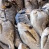 氷の上に並んだ複数の白身魚