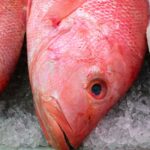 氷の上に並んだ赤い魚の頭部