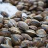 氷の上に並んだ砂抜き前のあさりのクローズアップ