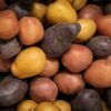 黄色や赤紫など色とりどりのじゃがいもの品種を並べたクローズアップ