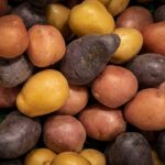 黄色や赤紫など色とりどりのじゃがいもの品種を並べたクローズアップ