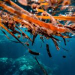 水中で揺れる茶色い海藻