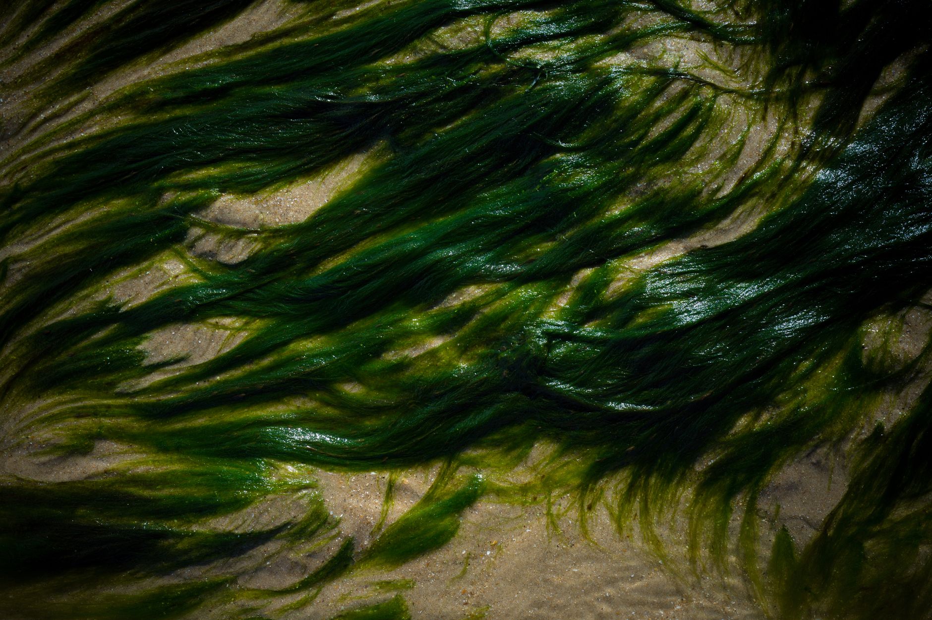 波打ち際の砂浜に広がる緑色の海藻