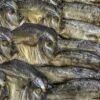 天日干しされた魚の干物が並ぶ様子